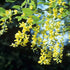 Laburnum x watereri Vossii - Golden Rain Tree - Future Forests