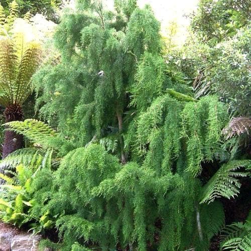 Lagarostrobos franklinii - Huon Pine – Future Forests