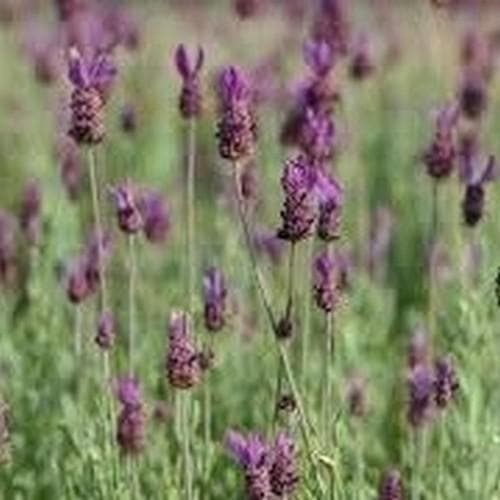 Lavender stoechas Castilliano Violet, French Lavander