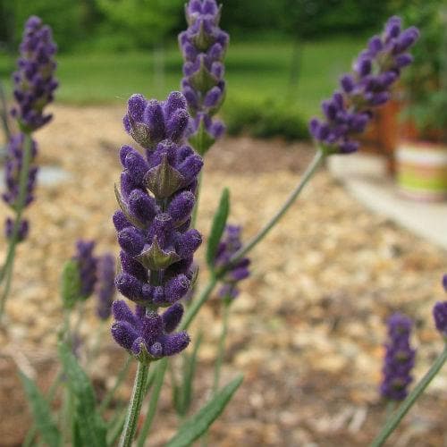 lavender plants for sale dublin Lavender angustifolia Hidcote, English Lavender – Future Forests