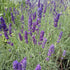 Lavender Hidcote, English Lavender - Future Forests
