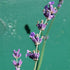 Lavender Munstead, English Lavender - Future Forests