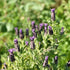 Lavender Papillon, French Lavender - Future Forests