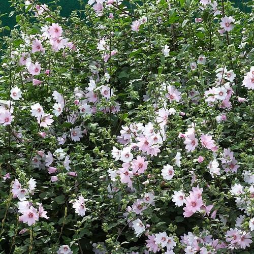 Lavatera Barnsley Baby - Future Forests
