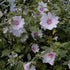 Lavatera Barnsley Baby - Future Forests