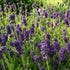 Lavandula angustifolia Ellegance Purple