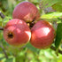 Apple Laxton Superb - Future Forests
