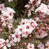 Leptospermum scoparium Apple Blossom