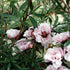 Leptospermum scoparium Apple Blossom