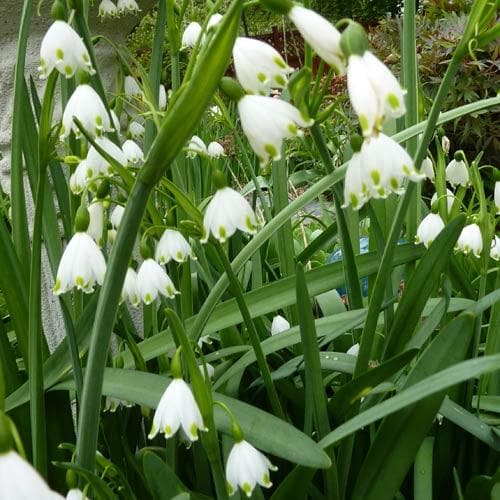 Leucojum aestivum