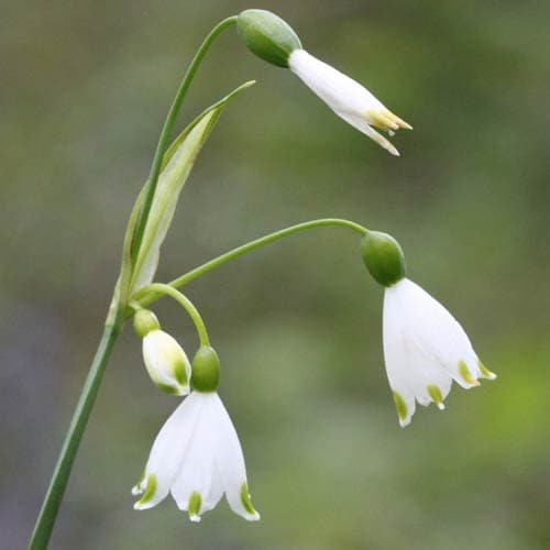 Leucojum aestivum