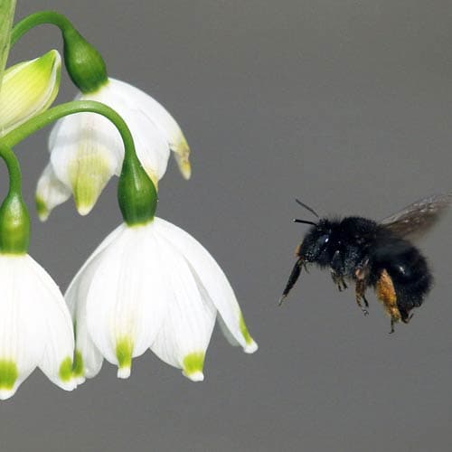 Leucojum aestivum