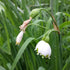 Leucojum aestivum