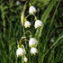 Leucojum aestivum