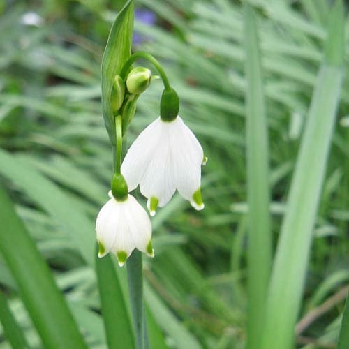 Leucojum aestivum