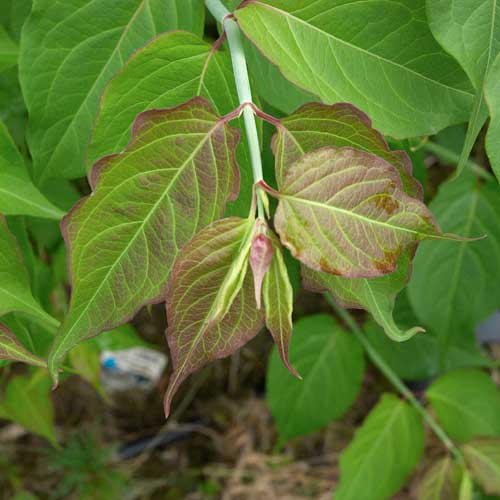 Leycesteria formosa