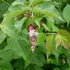 Leycesteria formosa