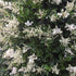 Ligustrum japonicum Texanum