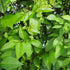 Ligustrum ovalifolium - Green Privet - Future Forests