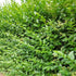 Ligustrum ovalifolium - Green Privet - Future Forests