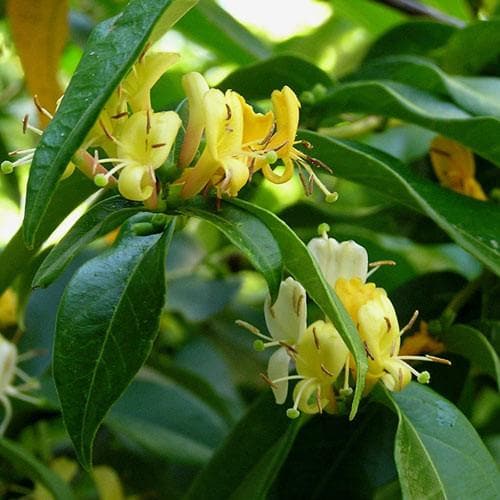 Lonicera henryi 'Copper Beauty' - Future Forests