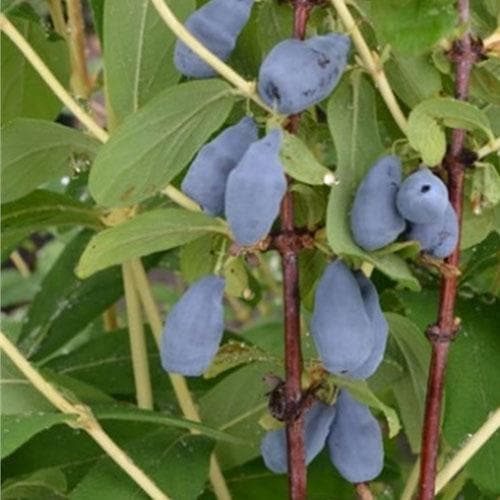 Honeyberry - Lonicera caerulea Siniczka - Future Forests