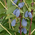 Honeyberry - Lonicera caerulea Siniczka - Future Forests