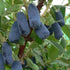 Honeyberry - Lonicera caerulea var. Kamtschatica - Future Forests