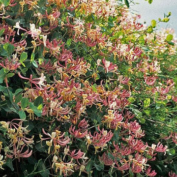 Lonicera periclymenum - Native Honeysuckle – Future Forests