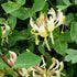 Lonicera periclymenum - Future Forests