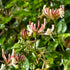 Lonicera periclymenum - Future Forests