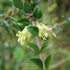 Lonicera nitida - Poor Mans Box - Future Forests