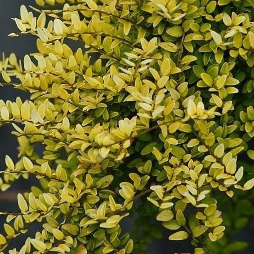 Lonicera nitida Baggensons Gold - Golden Poor Mans Box - Future Forests
