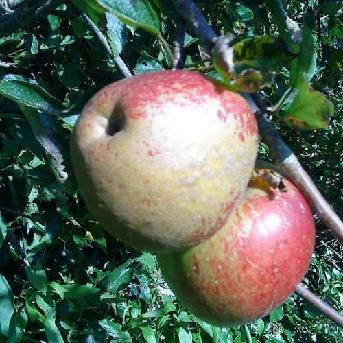 Apple Lord Hindlip - Future Forests