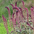 Lysimachia atropurpurea Beaujolais