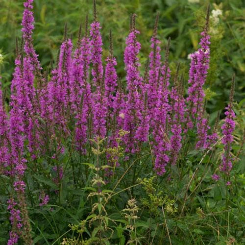 Purple Loosestrife (Lythrum salicaria) 7 Lythrum salicaria - Purple loosestrife