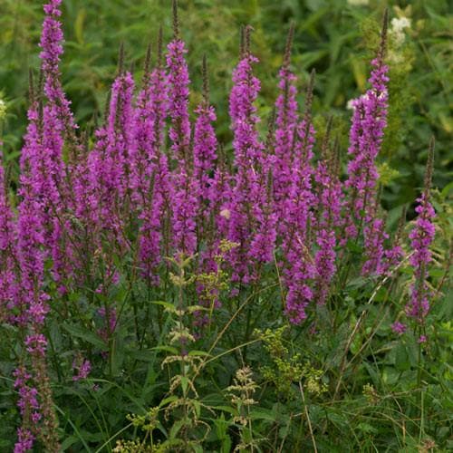 Lythrum salicaria - Future Forests