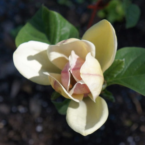 Magnolia Sunsation