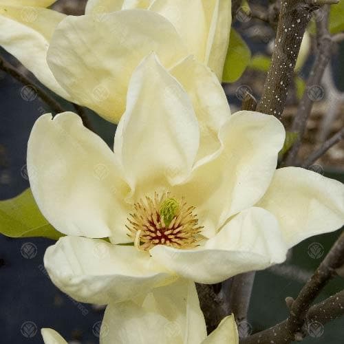 Magnolia x brooklynensis Elizabeth