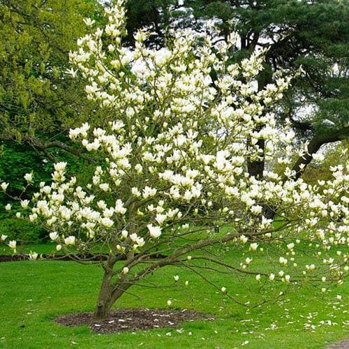 Magnolia x brooklynensis Elizabeth