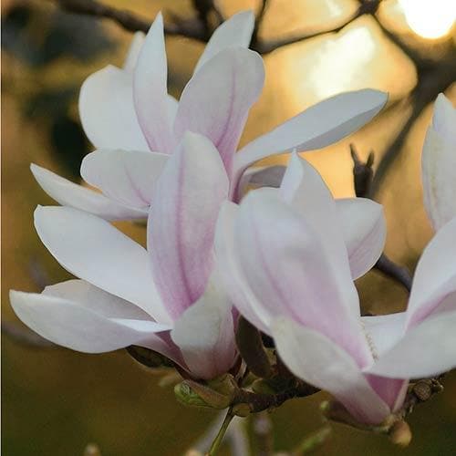 Magnolia George Henry Kern