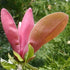 Magnolia Peachy
