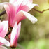 Magnolia Ricki
