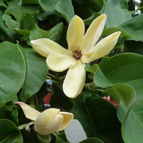 Magnolia x brooklynensis Yellow Bird