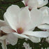 Magnolia x soulangeana Alba Superba