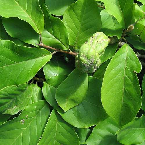 Magnolia x soulangeana - Future Forests