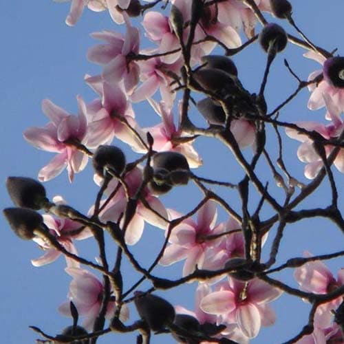 Magnolia campbellii - Future Forests
