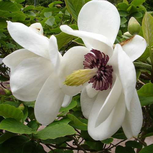 Magnolia sieboldii - Future Forests