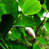 Magnolia sieboldii - Future Forests