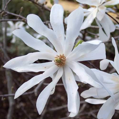 Magnolia stellata - Future Forests